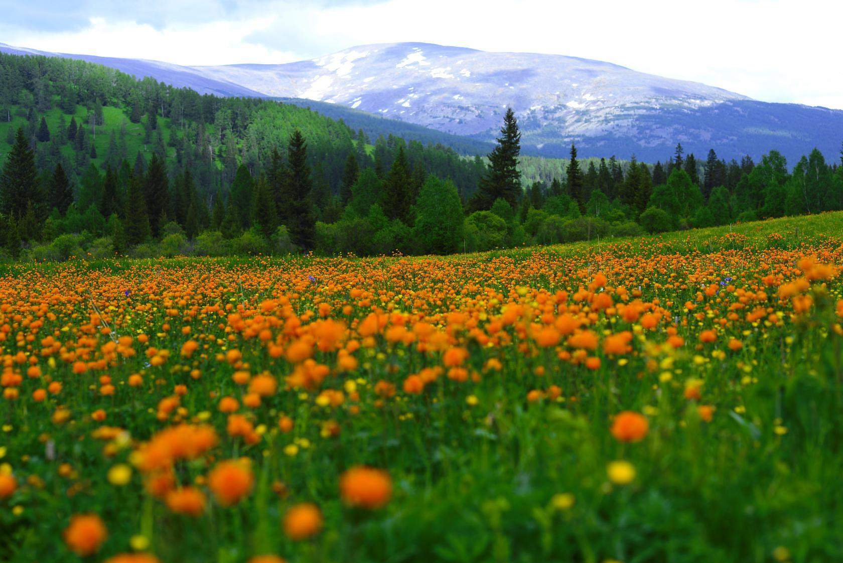 Цветущий Алтай. Цветение на Алтае в июне. Тур выходного дня Алтай. Каким будет лето в алтайском крае